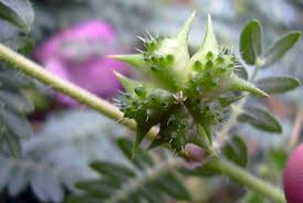 مکمل تریبولوس (Tribulus Terrestris) و اثر آن بر رشد عضله | مجله داروکده