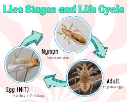 Image result for lice life cycle