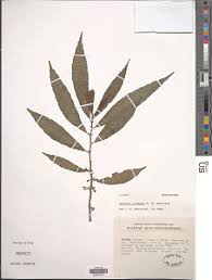 Image result for Orthopichonia schweinfurthii