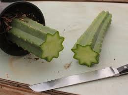 Image result for cactus cuttings