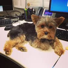 Zivko Is Working Hard At Petsmart Yorkie Yorkie Lovers Yorkie Terrier Yorkie