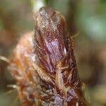 Image result for Lomariopsis rossii