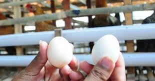 Bentuk telur ini terlihat seperti aslinya, telur dibuat dari campuran resin, koagulan dan pati, dengan pigmen yang ditambahkan untuk membentuk. Kabarnya 90 Telur Ayam Kampung Di Pasaran Ternyata Palsu Simak Faktanya Berikut Biar Waspada