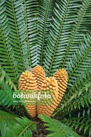Image result for Encephalartos senticosus