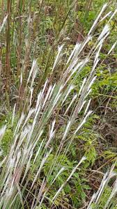 Image result for Andropogon schirensis