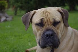 Boerboel