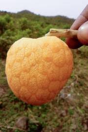 Image result for Monanthotaxis afra