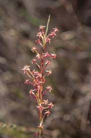 Image result for Struthiola