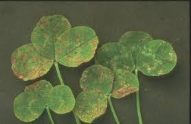 Image result for Pseudopeziza tracheiphila