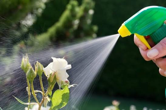 Tea saponin manufacturer