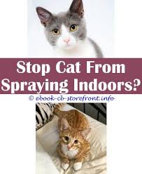 Nature's miracle no more spraying, stain and odor remover, repellent. 16 Sensational Cat Spraying No More De 8