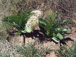 Image result for Crinum buphanoides