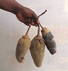 Baobab Africain Wikipedia