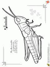 coloriage les petites betes sur hugolescargot com insectes animaux galerie d&#x00027;inspiration dream makers volume a fruity bridge
