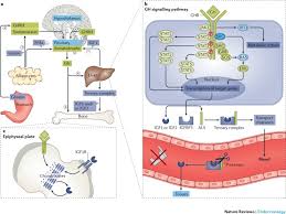Growth hormone (gh) is synthesized by acidophilic or somatotropic cells of the anterior pituitary gland. Growth Hormone Past Present And Future Nature Reviews Endocrinology