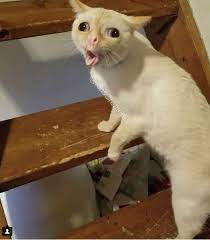 White Cat Meme Coughing Cat Memes Funny Cat Memes Cat Posters