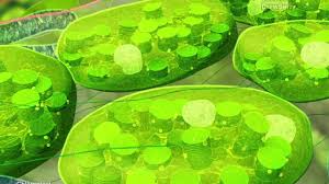 Maybe you would like to learn more about one of these? Cell Organelles 10 Plant Cells Youtube