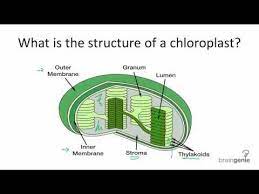 Structure Of A Chloroplast Photosynthesis Science Cells Photosynthesis And Cellular Respiration