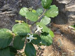 Image result for Grewia sulcata