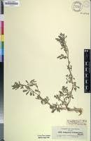 Image result for Indigofera hendecaphylla