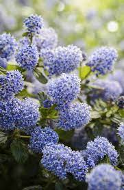 Ceanothus Or Californian Lilac Has Masses Of Rich Blue Flowers That Are Magnets To Bees Through Spring An Plants Growing Vegetables Cottage Garden Plants