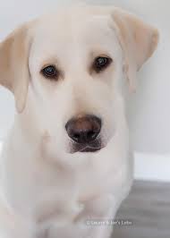 Crate and potty trained, as well as socialized. Home Laurie Joe S Labs