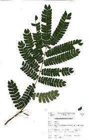 Image result for Albizia adianthifolia