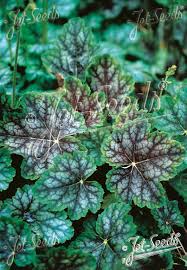 Image result for heuchera americana