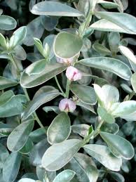 Image result for Podalyria