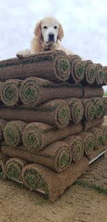 We offer bluegrass sod and rtf sod. Quality Turfgrass For Over 50 Years Tuckahoe Turf Farms