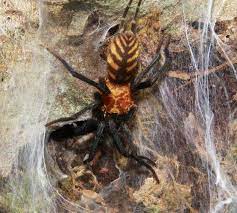 The Tiger Spider Bolivia S Own Ferocious Striped Predator Featured Creature In 2021 Spider Predator Creatures