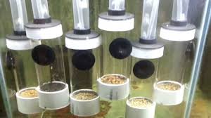 Fish Breeders Aquarium Fish Egg Tumblers Hatchery Incubators Youtube