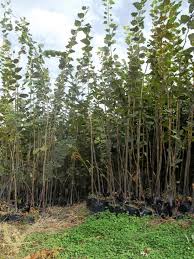 Eğer zorunlu bir durum yoksa sonbaharda dikim olması daha da. Cam Agaci Fidani Cam Fidaninin Dikimi Fidanlar Gen Tr