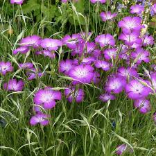 Image result for Agrostemma githago