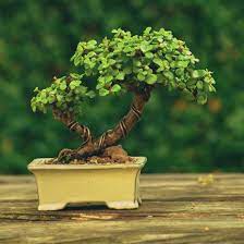 The dwarf jade bonsai tree has a beautiful display of lush, small, rounded, fleshy green leaves that contrast adequately with a straight trunk. Portulacaria Afra Dwarf Jade Bonsai Tree By Gilbert Cantu With Little Jade Bonsai Plantas Bonsai Bonsai De Jade Arboles Bonsai
