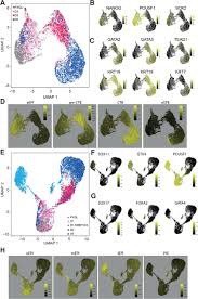 Maybe you would like to learn more about one of these? Human Naive Epiblast Cells Possess Unrestricted Lineage Potential Biorxiv