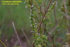 Image result for Cantinoa