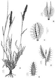 Image result for Tragus pedunculatus