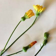 Image result for Crepis urundica
