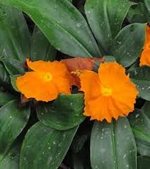 Image result for Cyperus cuspidatus