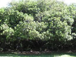 Image result for Harpephyllum afrum