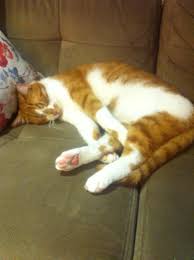 Sakiz Cat Kedi Cati