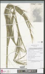 Image result for Cenchrus unisetus