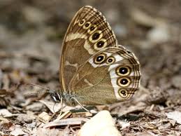 Image result for Lopinga achine