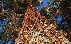 En noviembre abren los santuarios de la mariposa Monarca en ...