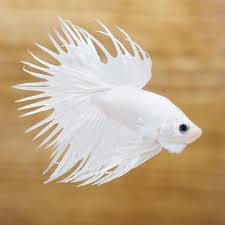 Full Flare Of White Platinum Crown Tail In 2020 Betta Fish Types Betta Fish Betta