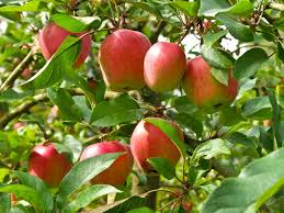 Weitreichende kenntnisse im gartenbau sind für das pflanzen eines obstbaums nicht notwendig. Obstbaume Starken Dungen Biplantol Homoopathie Fur Pflanzen