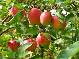 Weitreichende kenntnisse im gartenbau sind für das pflanzen eines obstbaums nicht notwendig. Obstbaume Starken Dungen Biplantol Homoopathie Fur Pflanzen