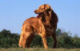 Nova scotia duck tolling retriever größe. Nova Scotia Duck Tolling Retriever Charakter Wesen Erziehung Haltung Hunde Fan De