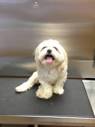 South cherokee vet hospital (1.19miles). Allatoona Animal Hospital 189 Recommendations Woodstock Ga